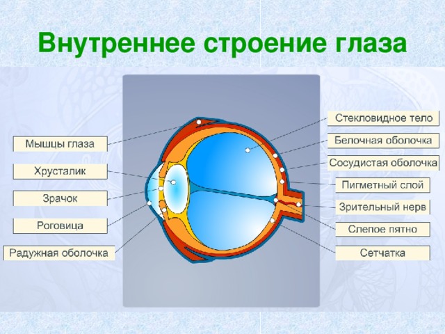 Внутреннее строение глаза 