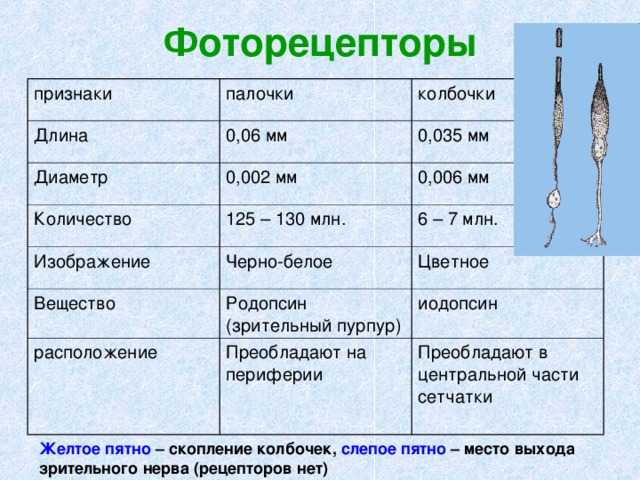 Колбочки и палочки рисунок