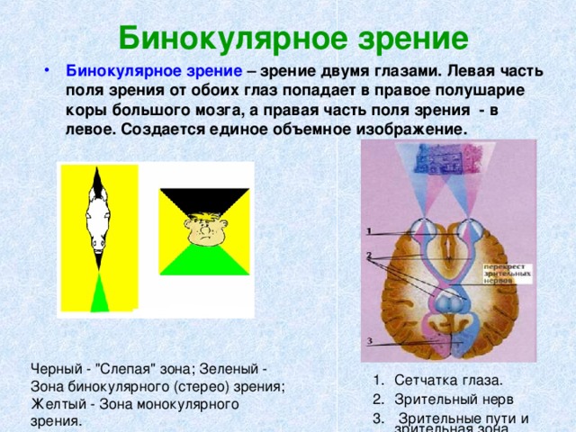 Бинокулярное зрение Бинокулярное зрение – зрение двумя глазами. Левая часть поля зрения от обоих глаз попадает в правое полушарие коры большого мозга, а правая часть поля зрения - в левое. Создается единое объемное изображение. Черный - 