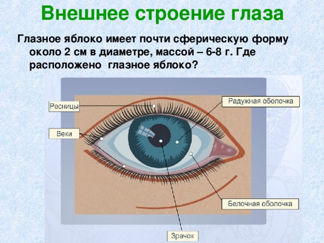 Внешнее строение глаза Глазное яблоко имеет почти сферическую форму около 2 см в диаметре, массой – 6-8 г. Где расположено глазное яблоко? 