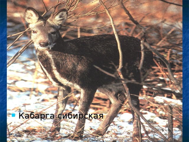 Катунский заповедник кабарга