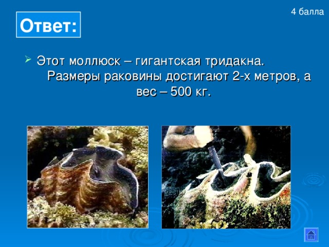 4 балла  Ответ: Этот моллюск – гигантская тридакна. Размеры раковины достигают 2-х метров, а вес – 500 кг. 