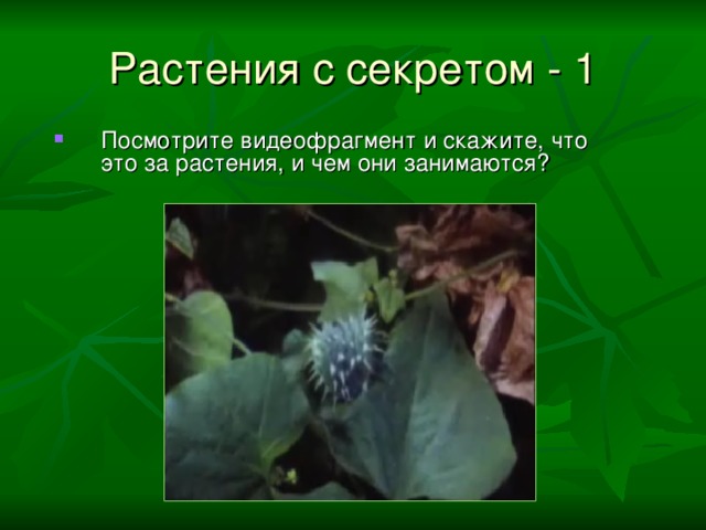 Растения с секретом  - 1 Посмотрите видеофрагмент и скажите, что это за растения, и чем они занимаются? 