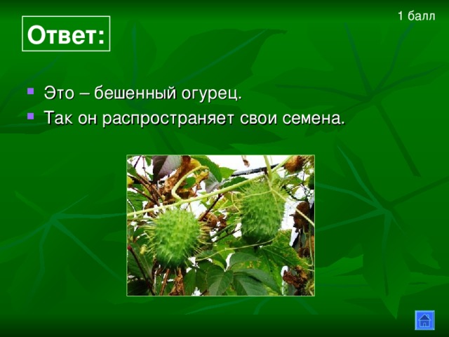 1 балл  Ответ: Это – бешенный огурец. Так он распространяет свои семена. 