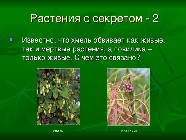 Растения с секретом  - 2 Известно, что хмель обвивает как живые, так и мертвые растения, а повилика – только живые. С чем это связано? хмель повилика 