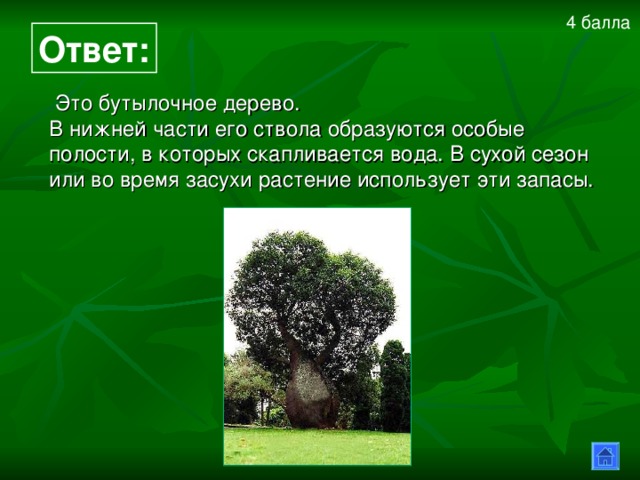 4 балла  Ответ:  Это бутылочное дерево. В нижней части его ствола образуются особые полости, в которых скапливается вода. В сухой сезон или во время засухи растение использует эти запасы. 