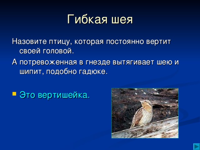 Гибкая шея Назовите птицу, которая постоянно вертит своей головой. А потревоженная в гнезде вытягивает шею и шипит, подобно гадюке. Это вертишейка. 