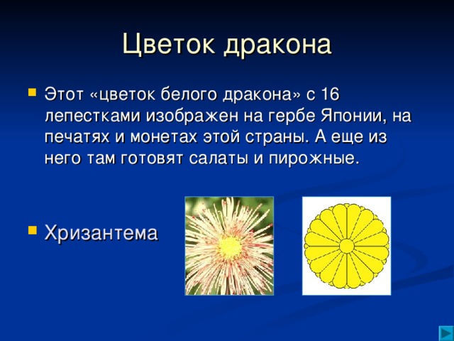 Цветок дракона Этот «цветок белого дракона» с 16 лепестками изображен на гербе Японии, на печатях и монетах этой страны. А еще из него там готовят салаты и пирожные.   Хризантема 