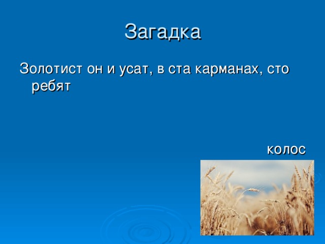 Золотая загадка. Золотист он и УСАТ В 100 карманах 100 ребят. Загадки про соломку. Загадка про солому. Золотист он и УСАТ В ста.