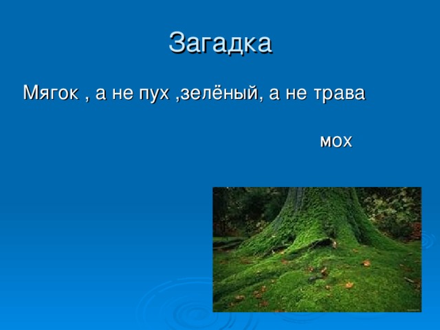 Трава загадка. Загадки про мох. Загадка про мох для детей. Загадки про мхи с ответами. Загадка мягок а не пух зелен а не трава.