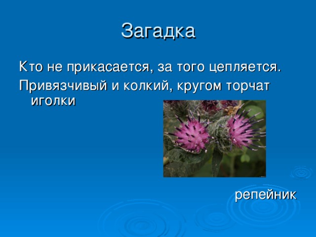 Проект 1 класс литературное чтение загадки о растениях