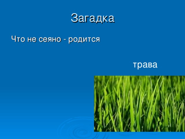 Загадки про растения. Загадка про траву. Загадки про травянистые растения. Загадка про травку. Загадка про траву для детей.