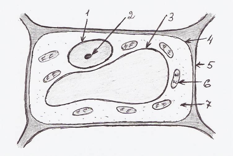 Что обозначено на рисунке цифрой 1 биология - 85 фото