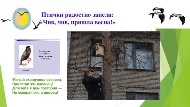 Птички радостно запели:  «Чив, чив, пришла весна!»   Милый скворушка-скворец, Прилетай же, наконец! Для тебя я дом построил — Не скворечник, а дворец! 