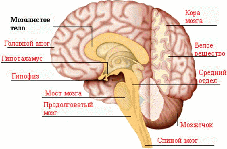 Кашель и чихание какой отдел мозга. Центры пищеварения в мозге. Отдел пищеварения в мозге. Пищеварительный центр в мозг человека. Пищеварительный центр расположен в продолговатом мозге.
