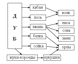 Составь схему цепи питания характерной для тайги