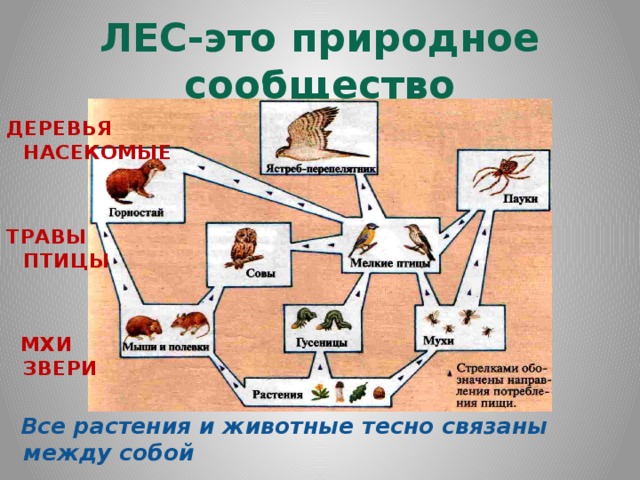 План по окружающему миру. Природное сообщество лес. Рассказать о природном сообществе. План изучения природного сообщества название сообщества. План природного сообщества.