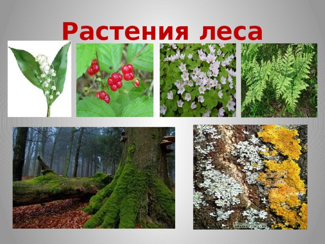 Растения леса 4 класс