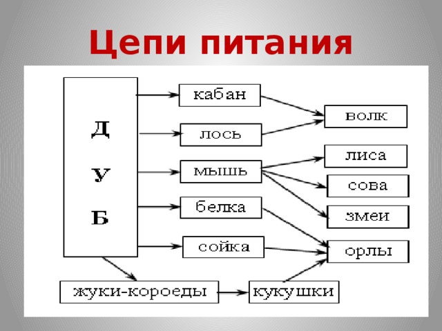 Схема пищевой цепи для луга