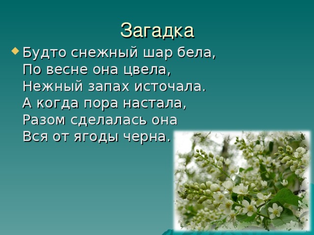 Загадка Будто снежный шар бела,  По весне она цвела,  Нежный запах источала.  А когда пора настала,  Разом сделалась она  Вся от ягоды черна. 