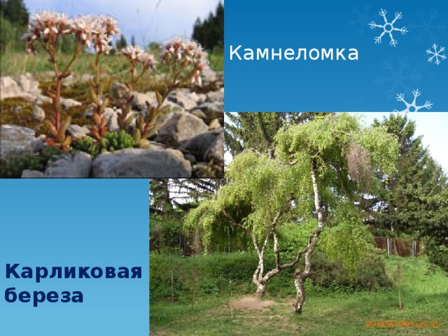 Камнеломка Карликовая береза