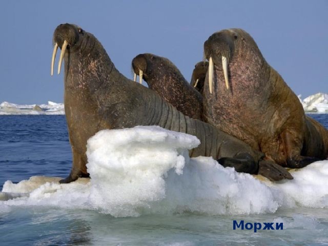 Моржи