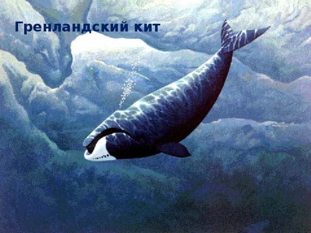 Гренландский кит