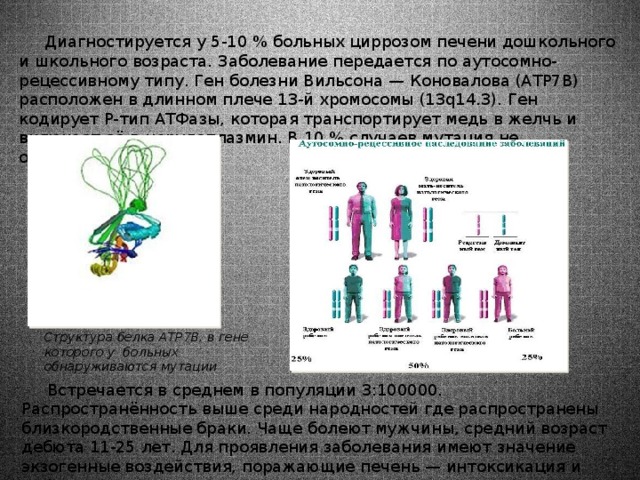 Аутосомные хромосомы