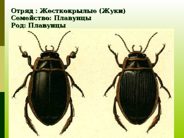 Отряд жесткокрылые. Жуки Кабардино Балкарии. Отряд жесткокрылые представители Пензенской области. Жесткокрылые насекомые представители. Жесткокрылые жуки виды.