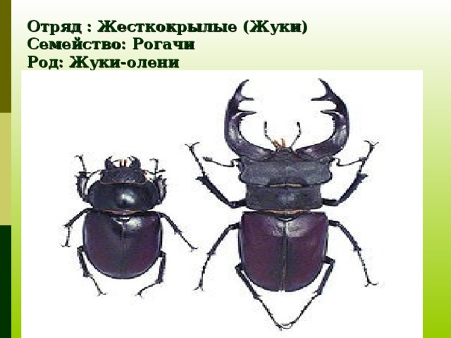 Отряд жесткокрылые. Строение жука оленя. Семейство Жуков рогачей. Жук олень Тип класс отряд. Рогатый Жук строение.