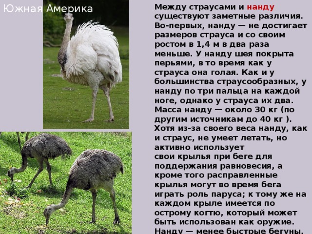 Отсутствует у страуса и нанду обеспечивает амортизацию. Нанду Крылья. Страус нанду Южной Америки. Страус нанду презентация. Информация о страусе.