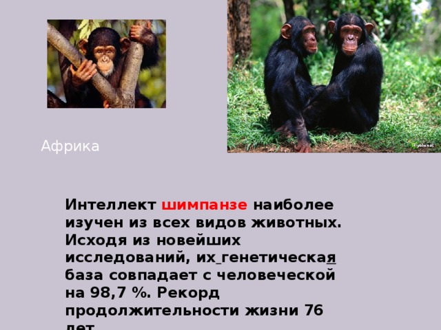 Шимпанзе подобрать прилагательное. Интеллект шимпанзе. Интеллектуальные способности шимпанзе. Интеллект шимпанзе в сравнении с человеком. Шимпанзе умнее человека.