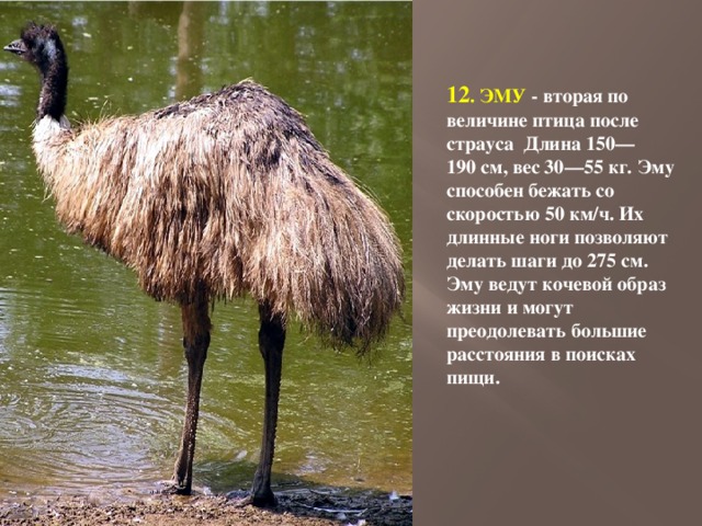 12 . ЭМУ - вторая по величине птица после страуса  Длина 150—190 см, вес 30—55 кг. Эму способен бежать со скоростью 50 км/ч. Их длинные ноги позволяют делать шаги до 275 см. Эму ведут кочевой образ жизни и могут преодолевать большие расстояния в поисках пищи. 