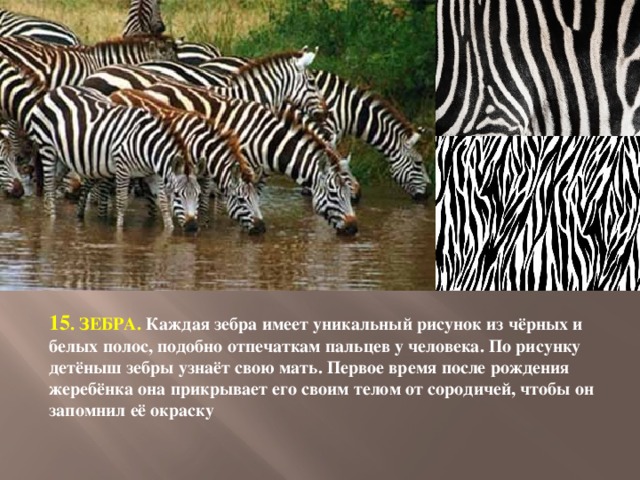 15 . ЗЕБРА. Каждая зебра имеет уникальный рисунок из чёрных и белых полос, подобно отпечаткам пальцев у человека. По рисунку детёныш зебры узнаёт свою мать. Первое время после рождения жеребёнка она прикрывает его своим телом от сородичей, чтобы он запомнил её окраску 