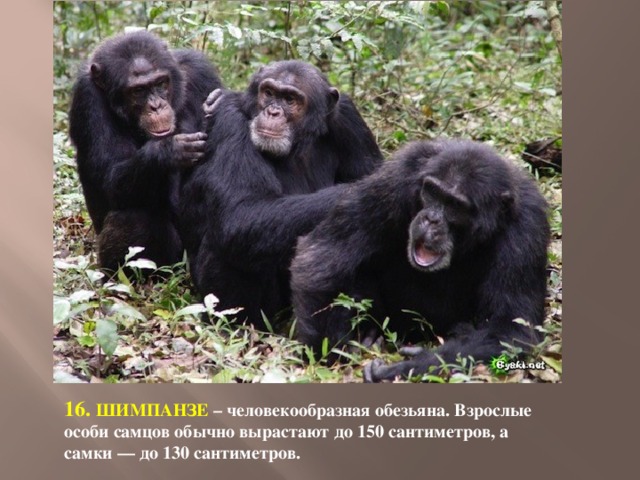 16. ШИМПАНЗЕ – человекообразная обезьяна. Взрослые особи самцов обычно вырастают до 150 сантиметров, а самки — до 130 сантиметров. 