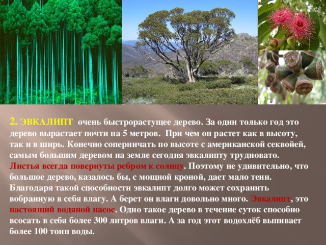 2. ЭВКАЛИПТ очень быстрорастущее дерево. За один только год это дерево вырастает почти на 5 метров.  При чем он растет как в высоту, так и в ширь. Конечно соперничать по высоте с американской секвойей, самым большим деревом на земле сегодня эвкалипту трудновато.  Листья всегда повернуты ребром к солнцу . Поэтому не удивительно, что большое дерево, казалось бы, с мощной кроной, дает мало тени. Благодаря такой способности эвкалипт долго может сохранить вобранную в себя влагу. А берет он влаги довольно много. Эвкалипт , это настоящий водяной насос . Одно такое дерево в течение суток способно всосать в себя более 300 литров влаги. А за год этот водохлёб выпивает более 100 тонн воды.    