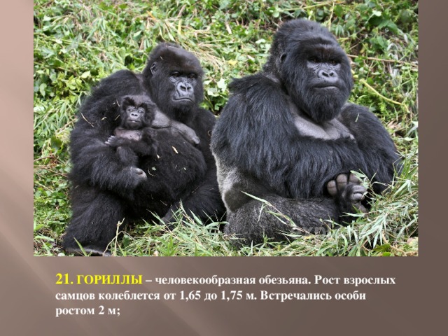 21 . ГОРИЛЛЫ – человекообразная обезьяна. Рост взрослых самцов колеблется от 1,65 до 1,75 м. Встречались особи ростом 2 м; 