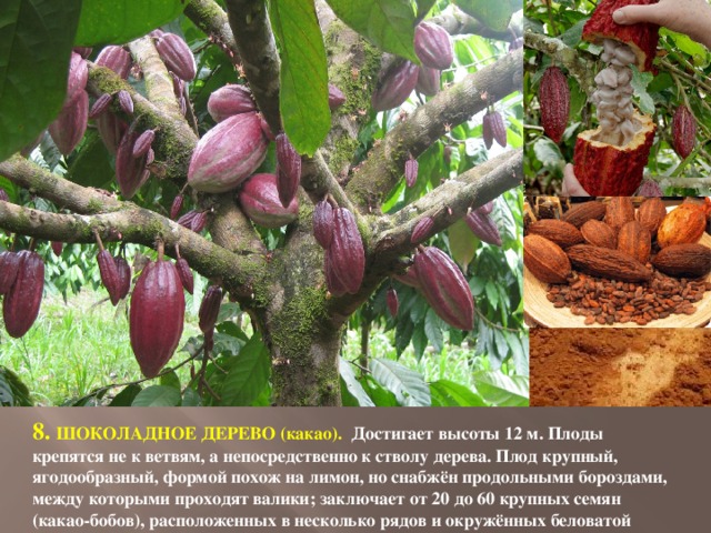 8. ШОКОЛАДНОЕ ДЕРЕВО (какао).  Достигает высоты 12 м. Плоды крепятся не к ветвям, а непосредственно к стволу дерева. Плод крупный, ягодообразный, формой похож на лимон, но снабжён продольными бороздами, между которыми проходят валики; заключает от 20 до 60 крупных семян (какао-бобов), расположенных в несколько рядов и окружённых беловатой мякотью.    