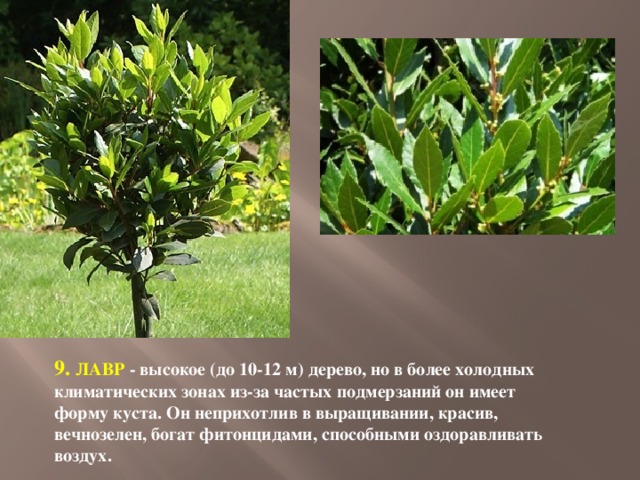 9. ЛАВР - высокое (до 10-12 м) дерево, но в более холодных климатических зонах из-за частых подмерзаний он имеет форму куста. Он неприхотлив в выращивании, красив, вечнозелен, богат фитонцидами, способными оздоравливать воздух. 