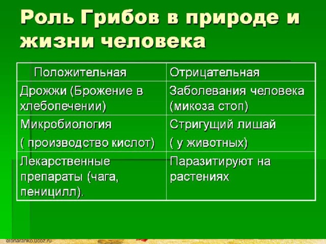 Роль грибов в природе и жизни человека. 