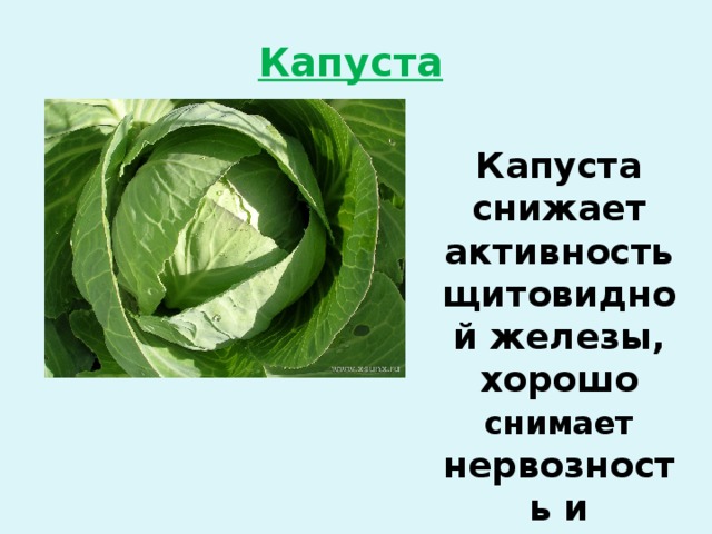 Капуста  Капуста снижает активность щитовидной железы, хорошо снимает нервозность и успокаивает Капуста 