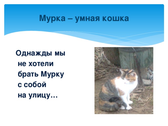В доме жила кошка мурка начертить схему