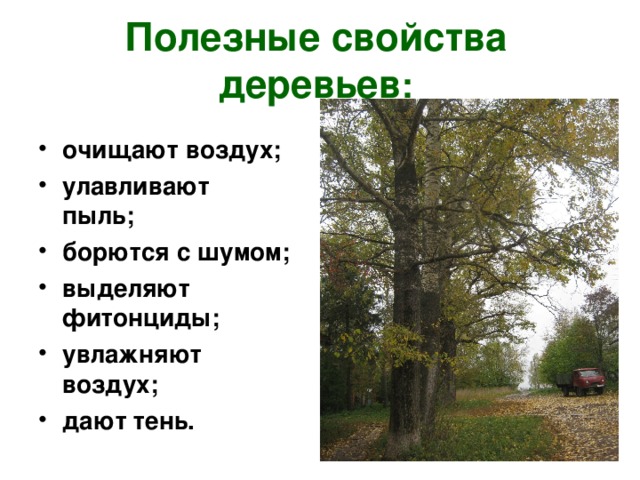 Очищение воздуха деревьями. Очистка воздуха деревьями. Польза деревьев. Самое полезное дерево. Польза деревьев для человека.