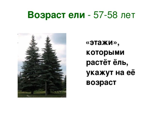 Размер ели. Ель Возраст. Сколько растет ель. Сколько лет растет ель. Возраст ели обыкновенной.