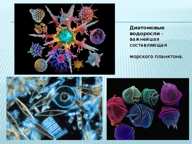 Диатомовые водоросли презентация