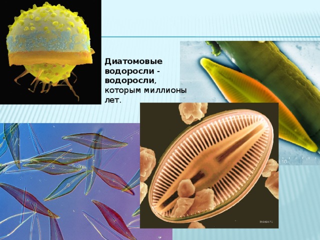 Диатомовые водоросли презентация