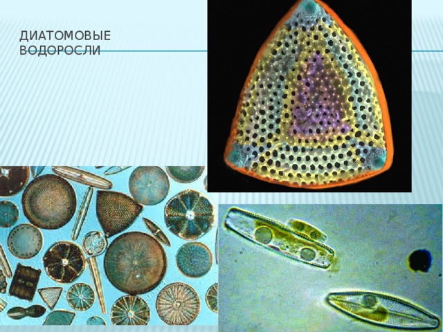 Диатомовые водоросли презентация