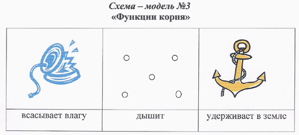 Модели эколого систематических групп для дошкольников картинки