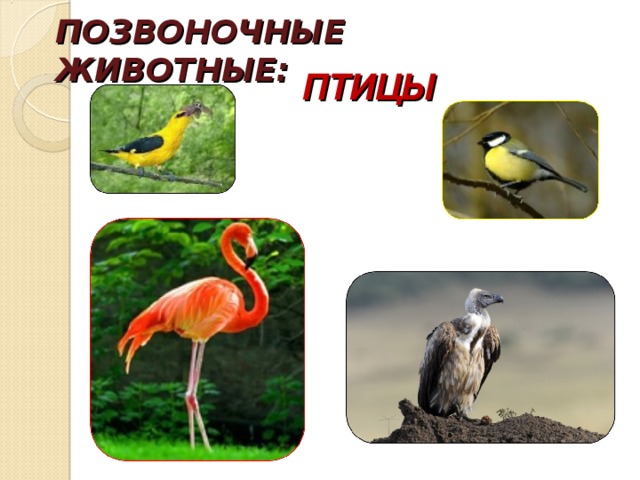 Назови позвоночных животных. Позвоночные птицы. Класс позвоночных животных птицы. Позвоночные птицы примеры. Наземные позвоночные птицы.