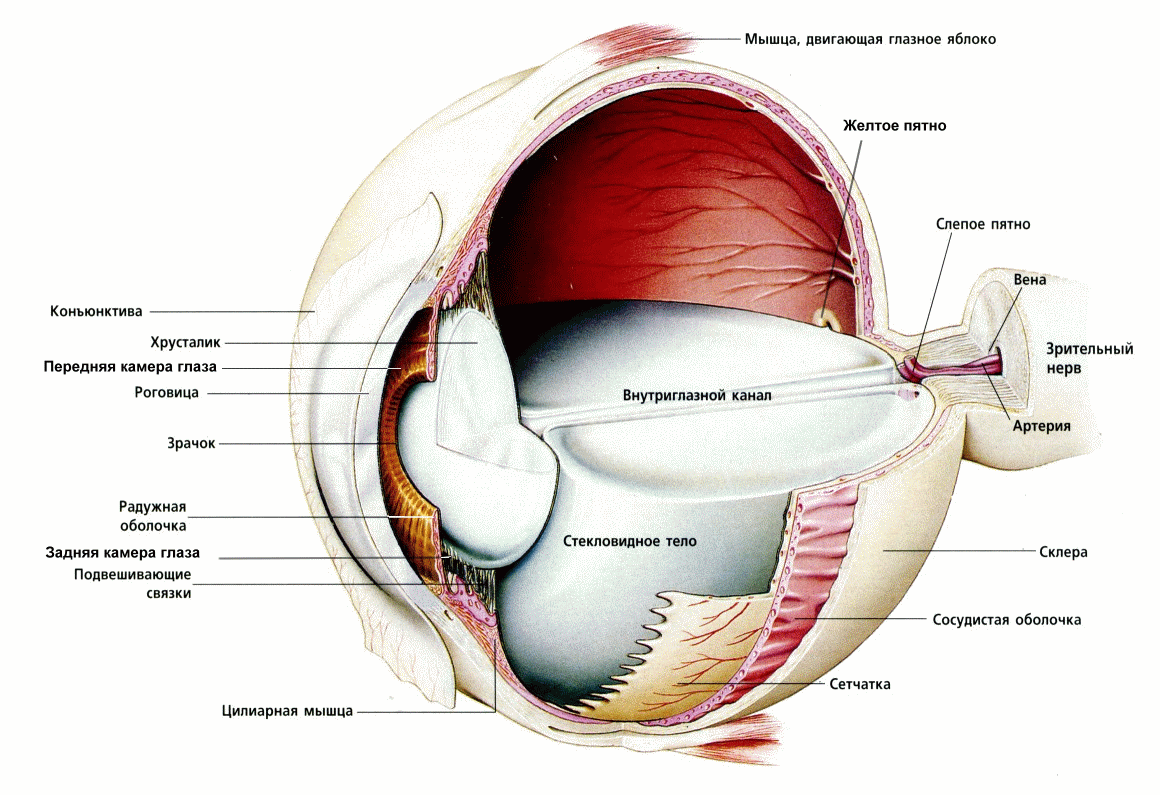 Зрительный анализатор строение глаза схема